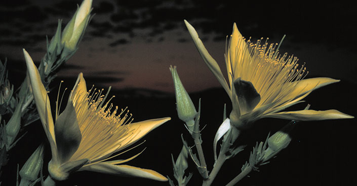 blazing star flower-at night at Craters of the Moon National Monument 
