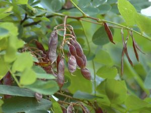 Black Locust