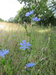 Chicory
