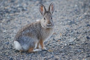 mountain-cottontail-rabbit