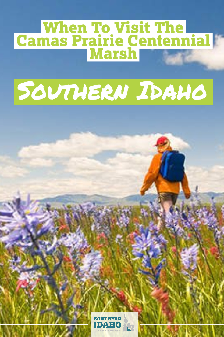 Don't miss the super bloom in Southern Idaho! The Centennial Marsh near Twin Falls, Idaho is such a beautiful place to visit!