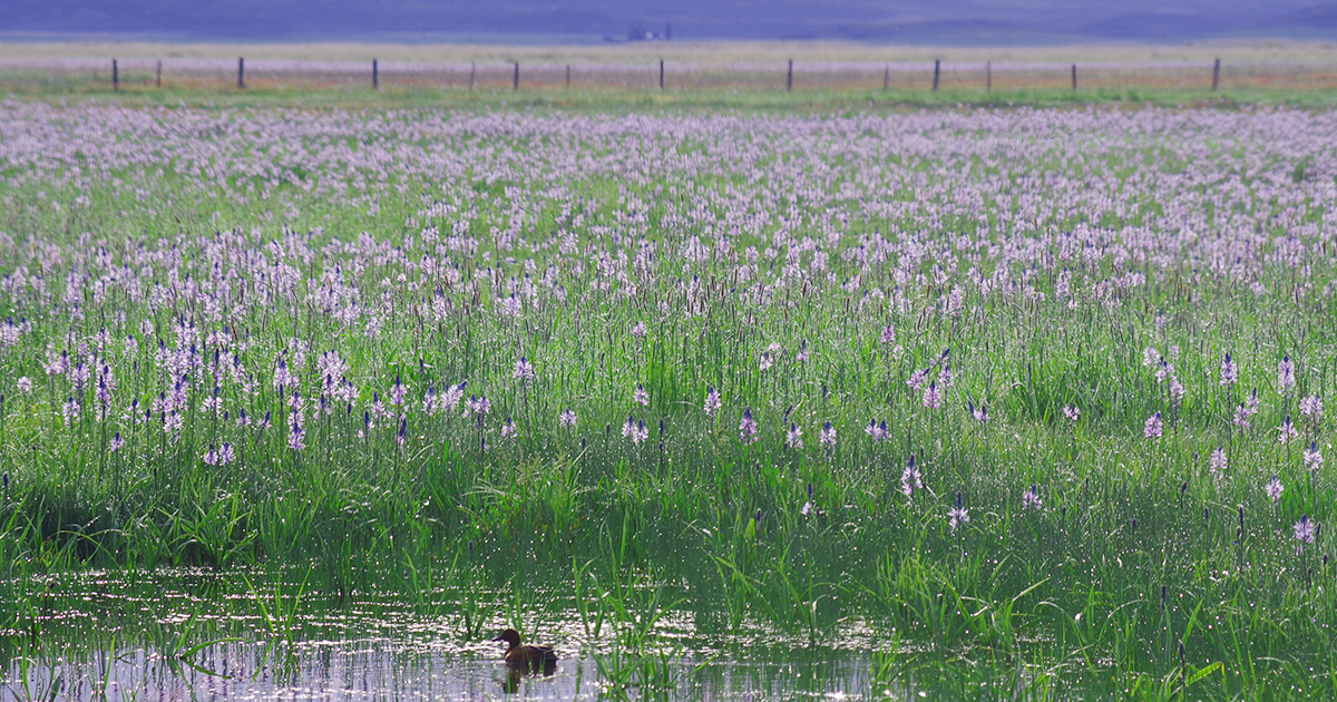 Make plans to visit Fairfield for Camas Lily Days the first weekend in