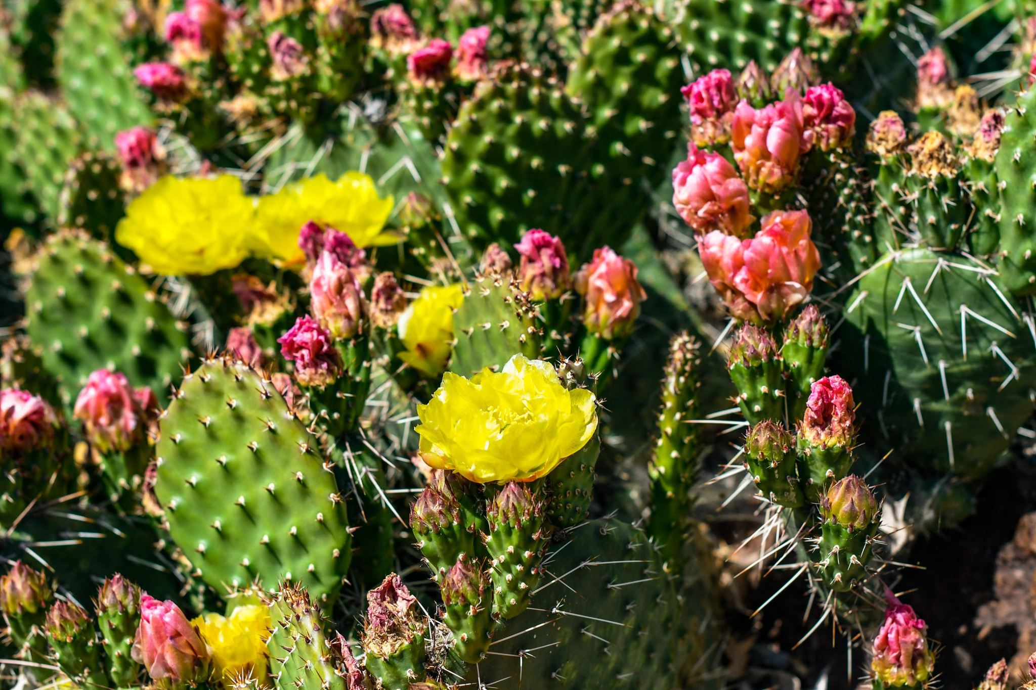 Orton Botanical Gardens, Cactus flower