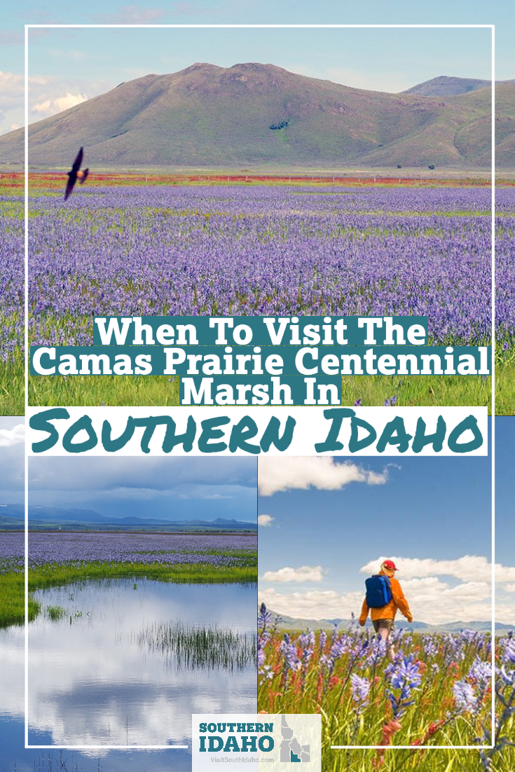 super bloom in Southern Idaho! The Centennial Marsh near Twin Falls, Idaho, Fairfield Idaho