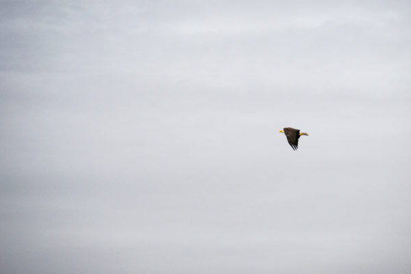 Flying Eagle, Wendell Idaho