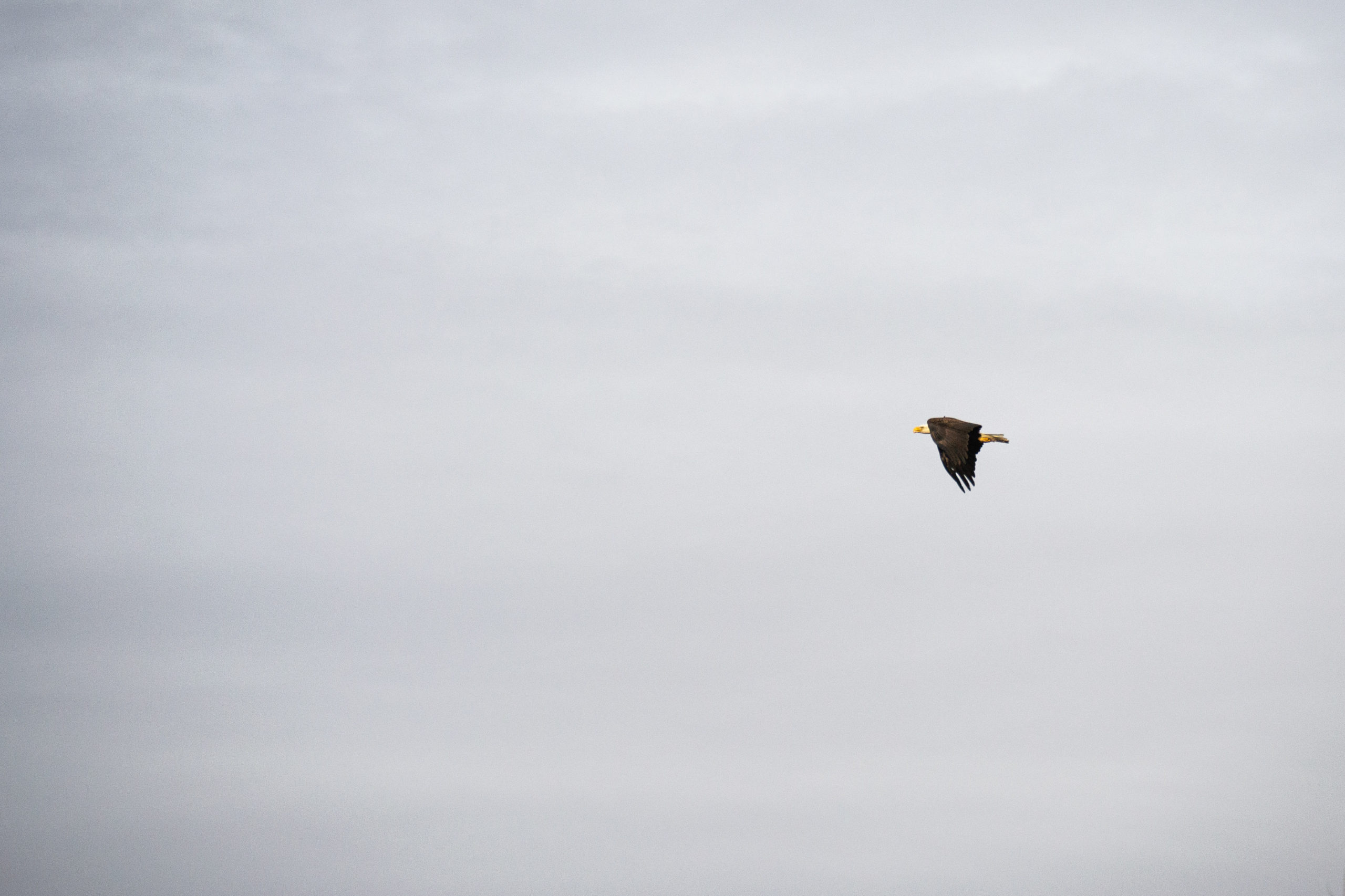 Flying Eagle, Wendell Idaho