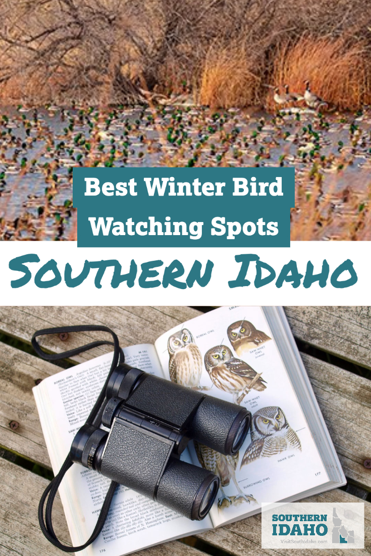 Don't miss these top winter bird watching spots in Southern Idaho! A few of these spots near Twin Falls include Hagerman and the City of Rocks.