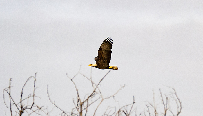 Eagle Flying, Southern Idaho