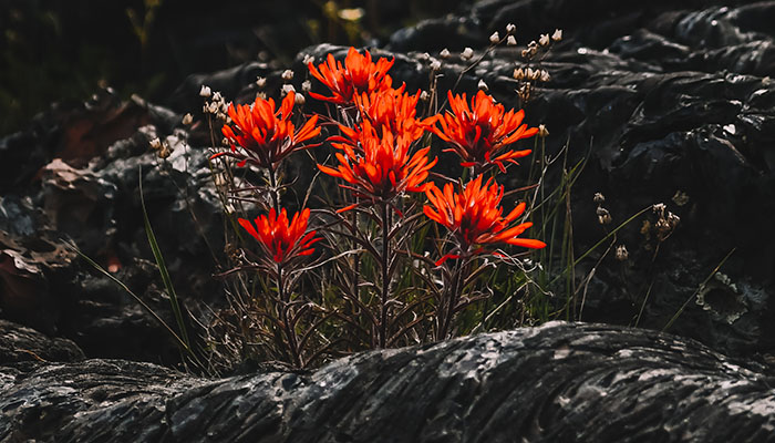 Indian Paintbrush Wildflowers at Craters of the Moon
