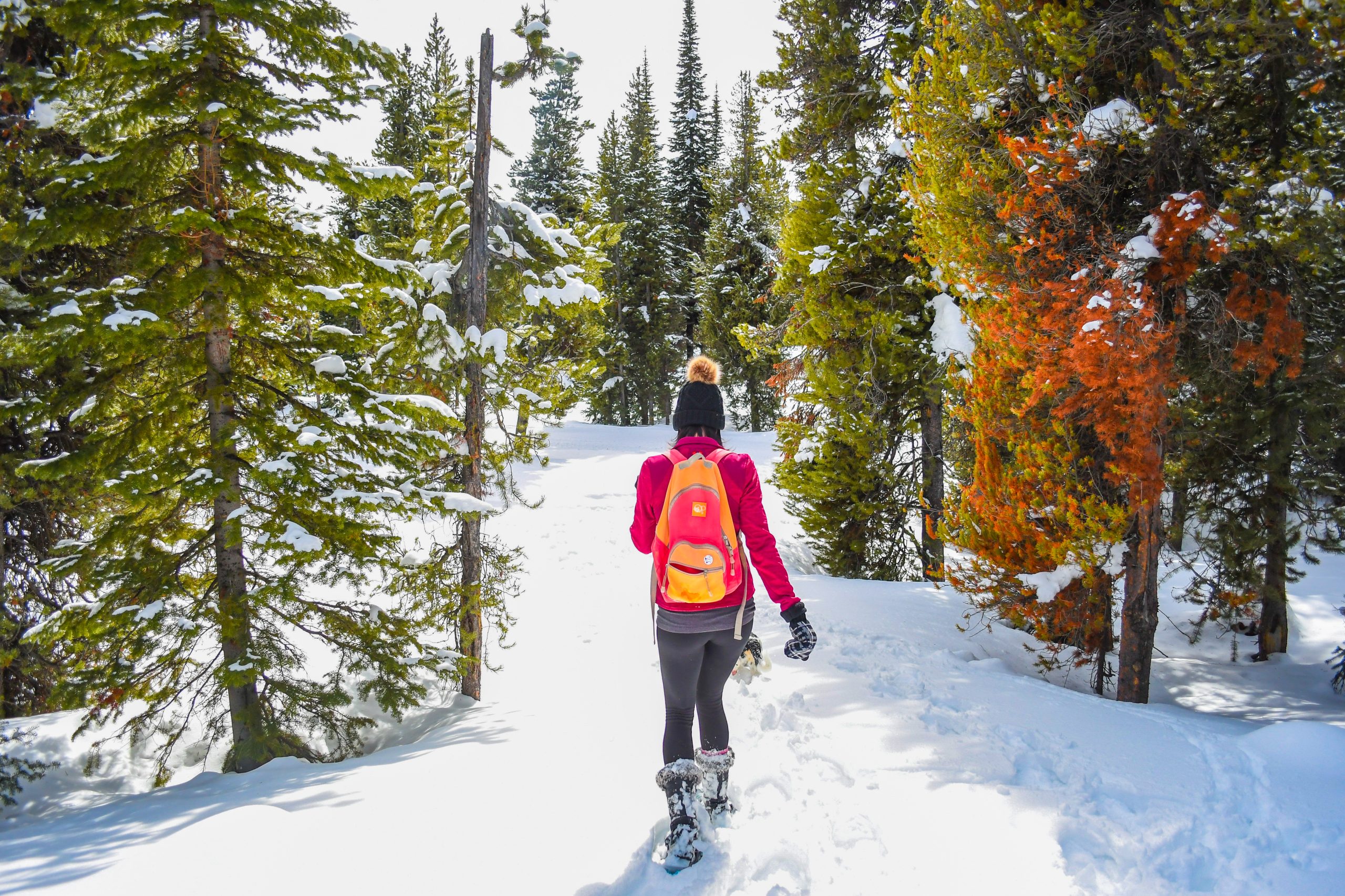 A person snowshoeing through a forest of trees with green and orange leaves.