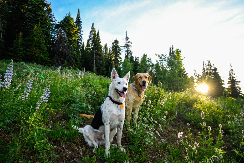 Two dogs sitting in a field of tall grass and wildflowers, and behind them, a forest of tall trees.