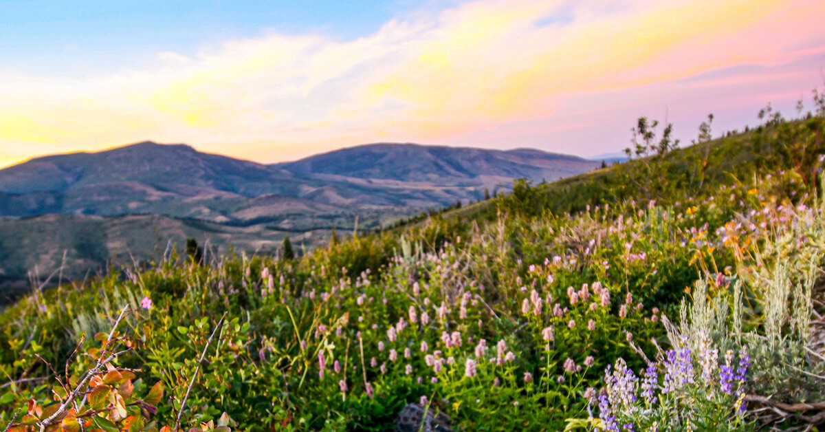 A hill covered with tall grass and wildflowers, and in the distance, a series of mountains.