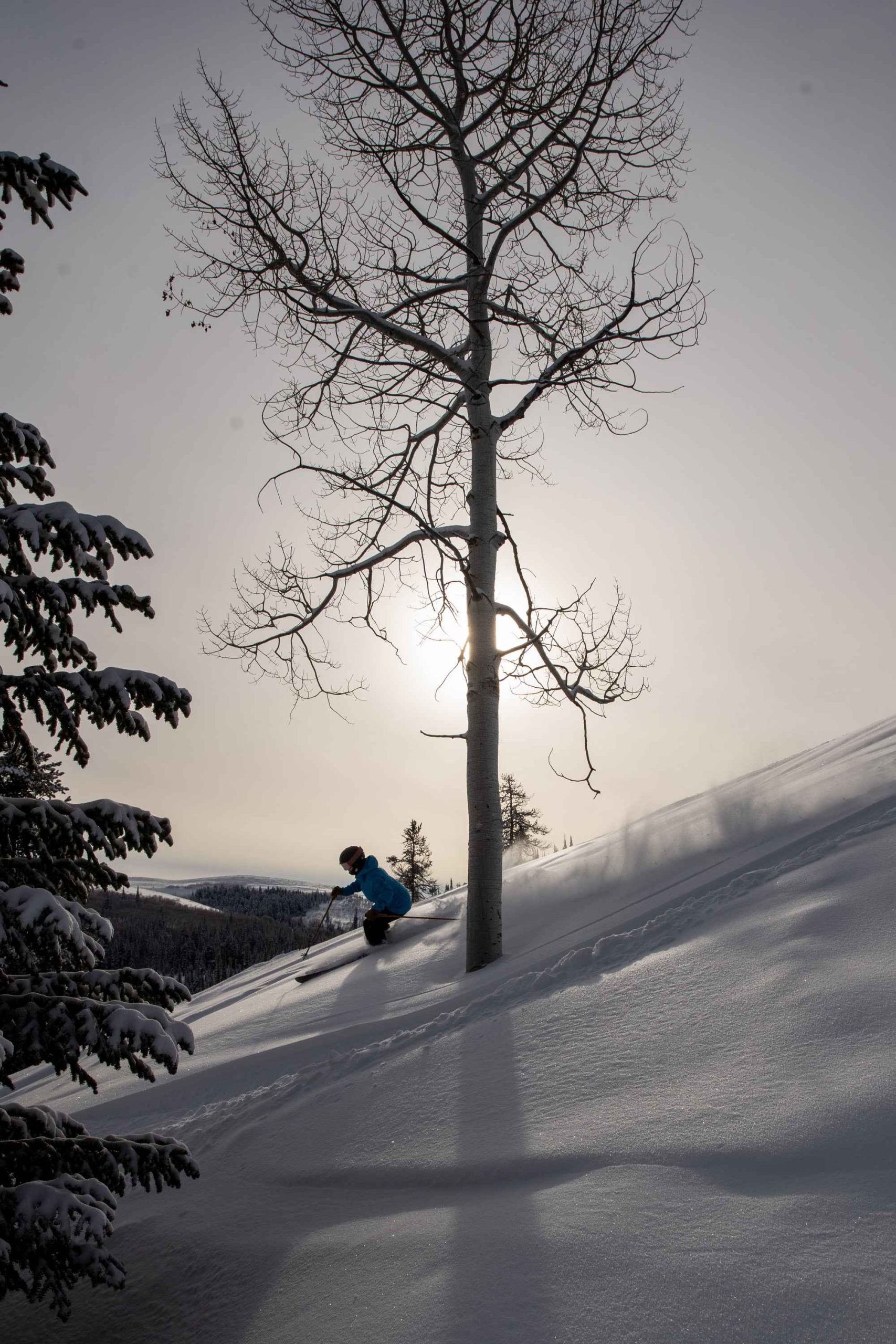 A barren tree with a person skiing past down the slope.