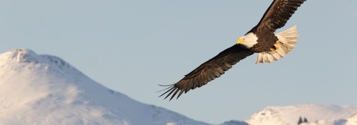 A bald eagle soars with wings outstretched above snowy mountains, trees below.