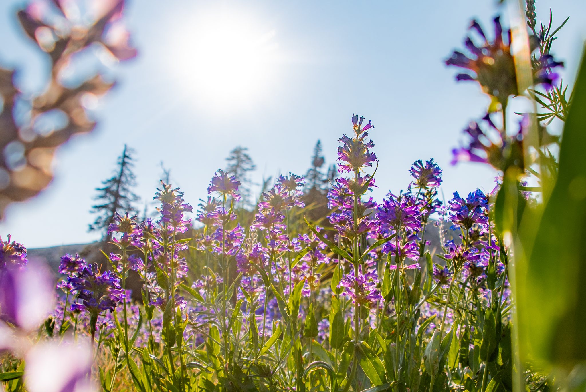 Spring In Idaho Spring Adventures Guide | Visit Southern Idaho
