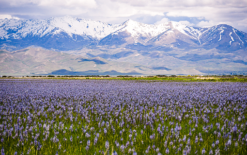 A field of purple wildflowers blooms beneath snow-capped mountains in Southern Idaho.