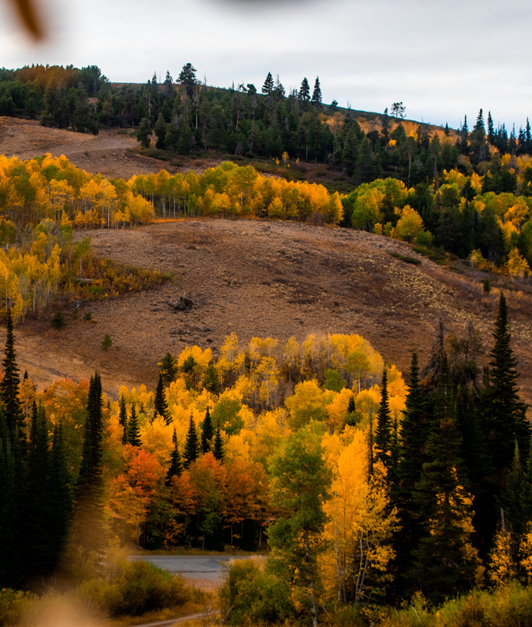 Vibrant fall colors at South Hills, Idaho.