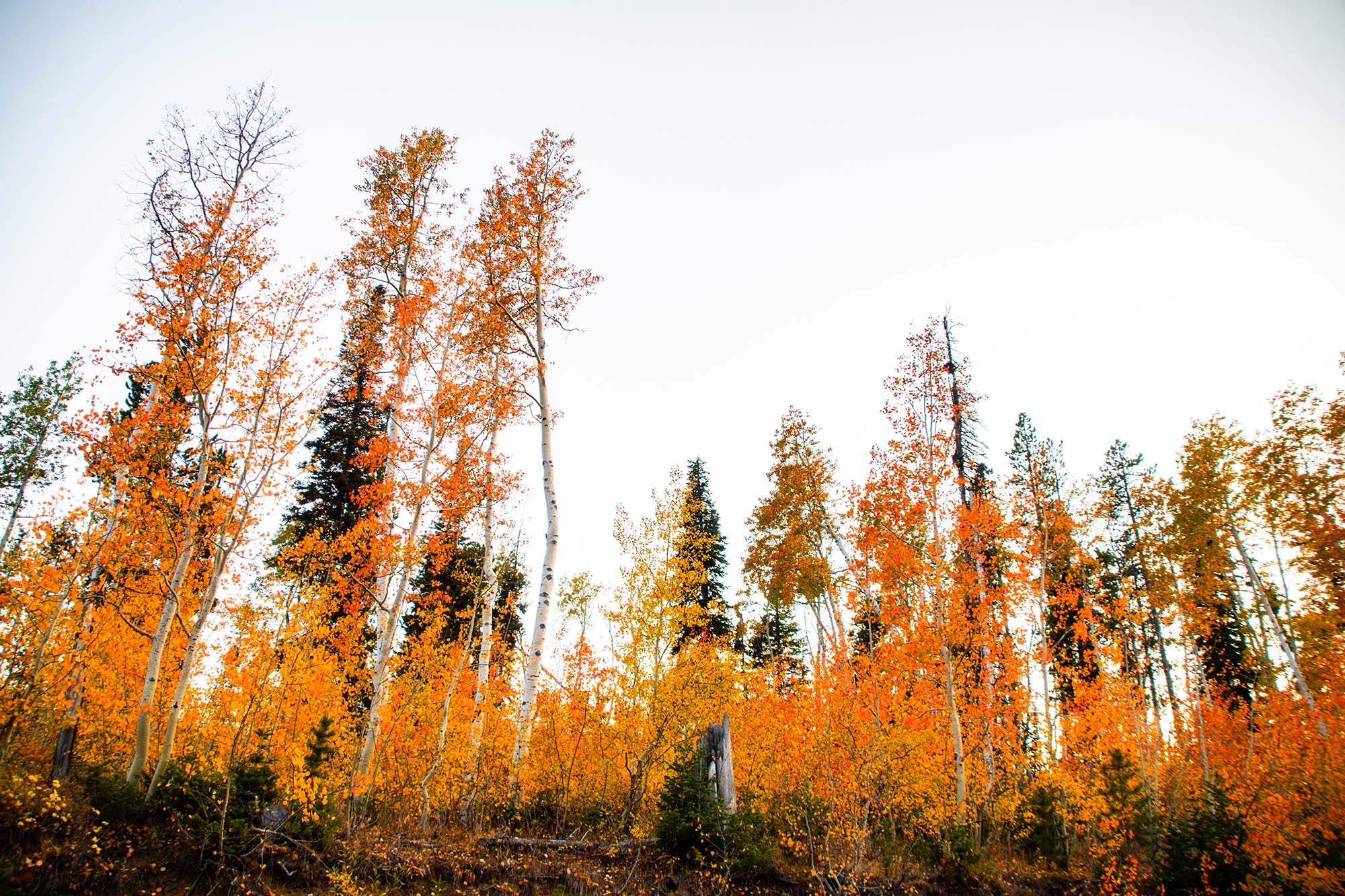Vibrant fall foliage against a grey sky.