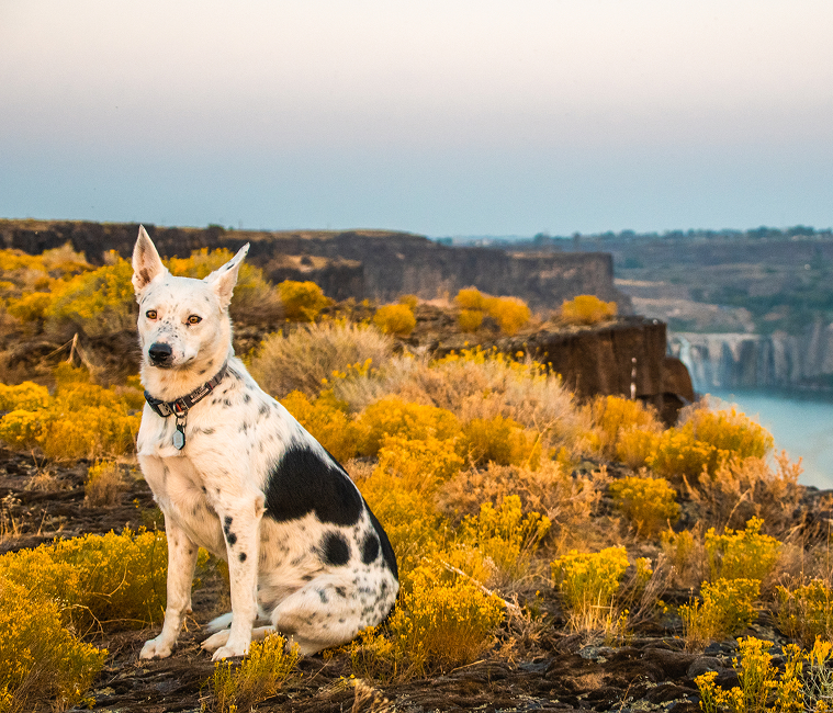 A spotted dog sits at a Snake River Canyon overlook with fall colors scattered across the cliffside.