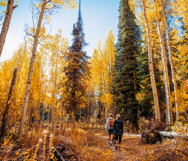 Two people follow the Eagle Trail surrounded by vibrant yellow and orange trees during fall at the Pettit Campground in South Hills, Southern Idaho.